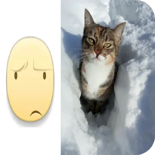 🐱
