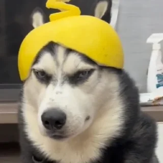 🐶