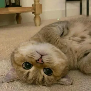 🐈