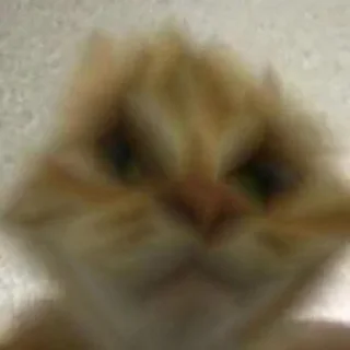 😺