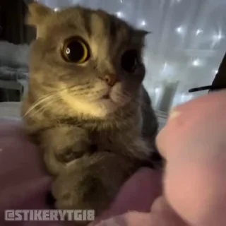 🥺