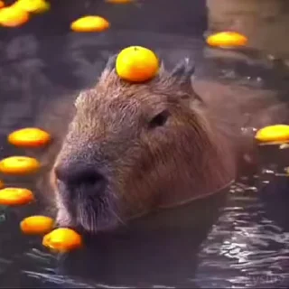 🍊