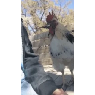 🐔