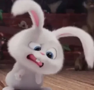 🐰