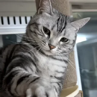 🐈‍⬛️