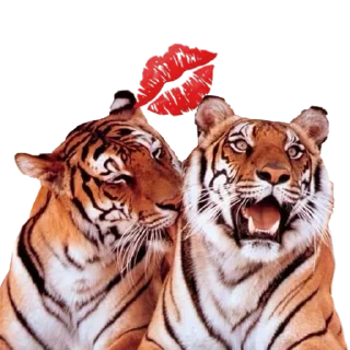 Tiger ❤ @stickersb2b