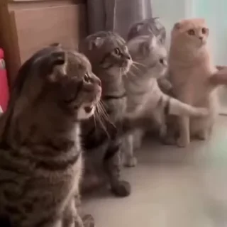 👍