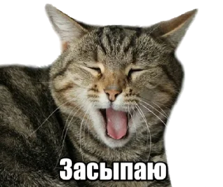 😴