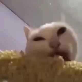 🐈