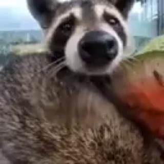 🦝