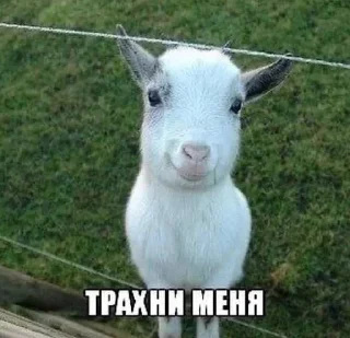 🐐