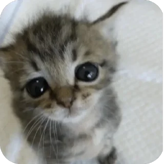 🥺
