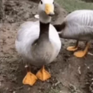 🪿