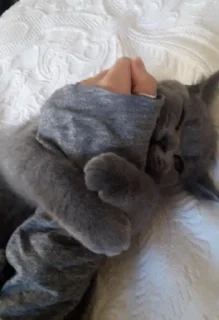 🐰