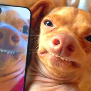 🐶