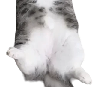 🐈