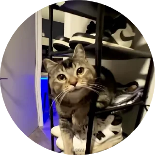 🐾