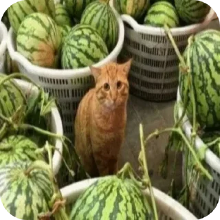 🍉
