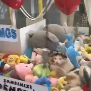 🐱