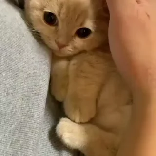 🐾