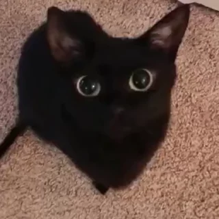 😺