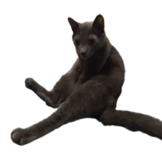 Котскиекоты