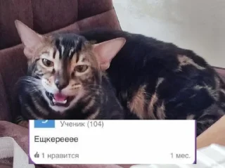 🤪