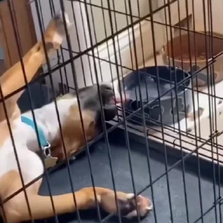 🐩