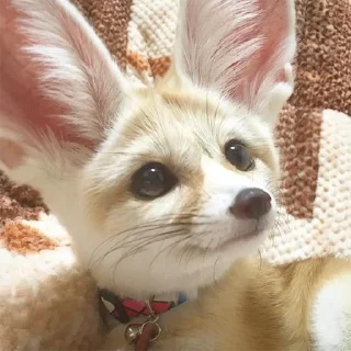 ❓