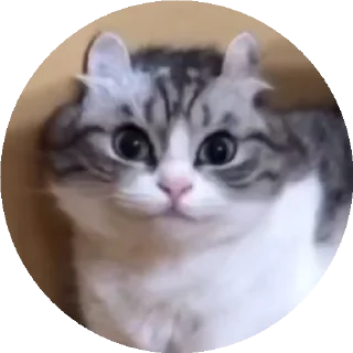 😺