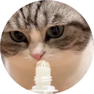 😺