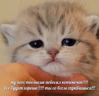🥺
