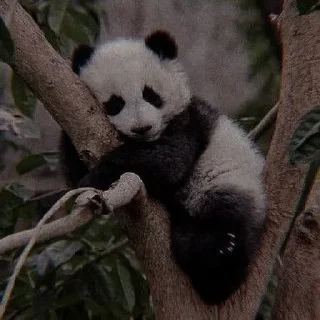 🐼
