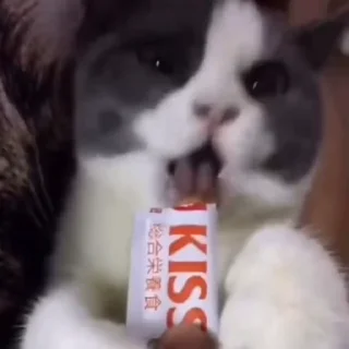🐈