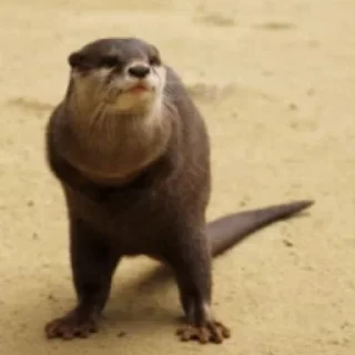 💃