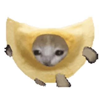 🐈