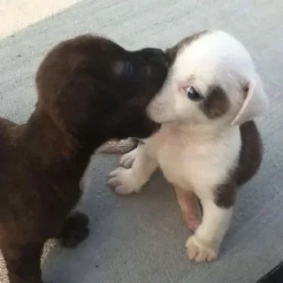 👅