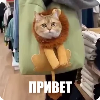 ЖЮ 🧡 Видео • v2 • @lifeyt