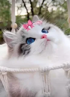 🍬