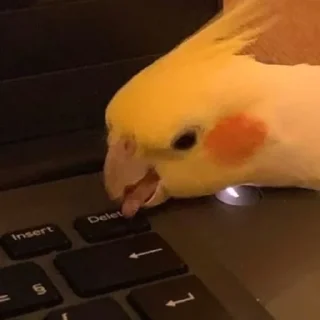 🙅