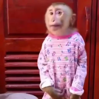 💃