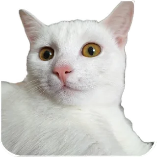 🐱