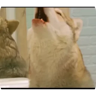 🐶