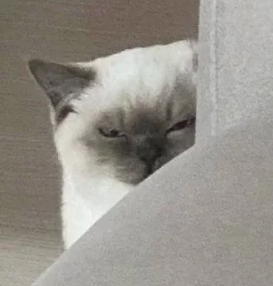 🐶