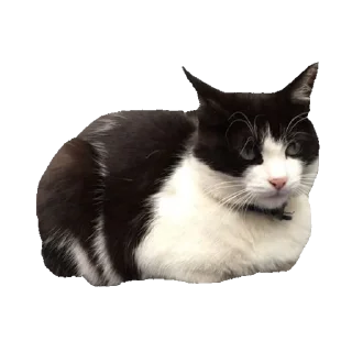 🐈