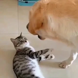 🐩