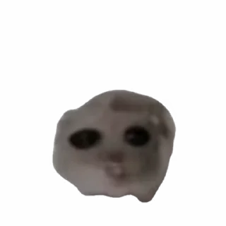 🐹