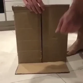🐈
