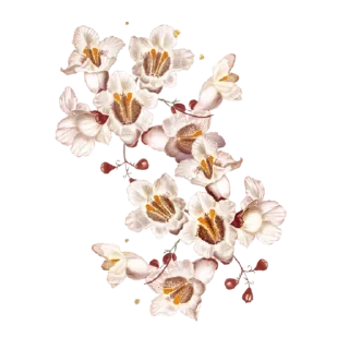 🌼