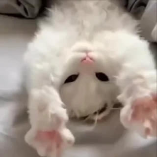 🌟